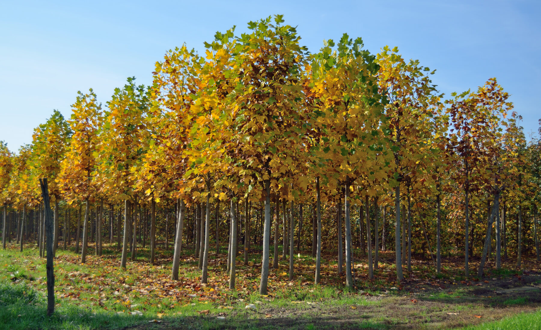 Liriodendron tulipifera