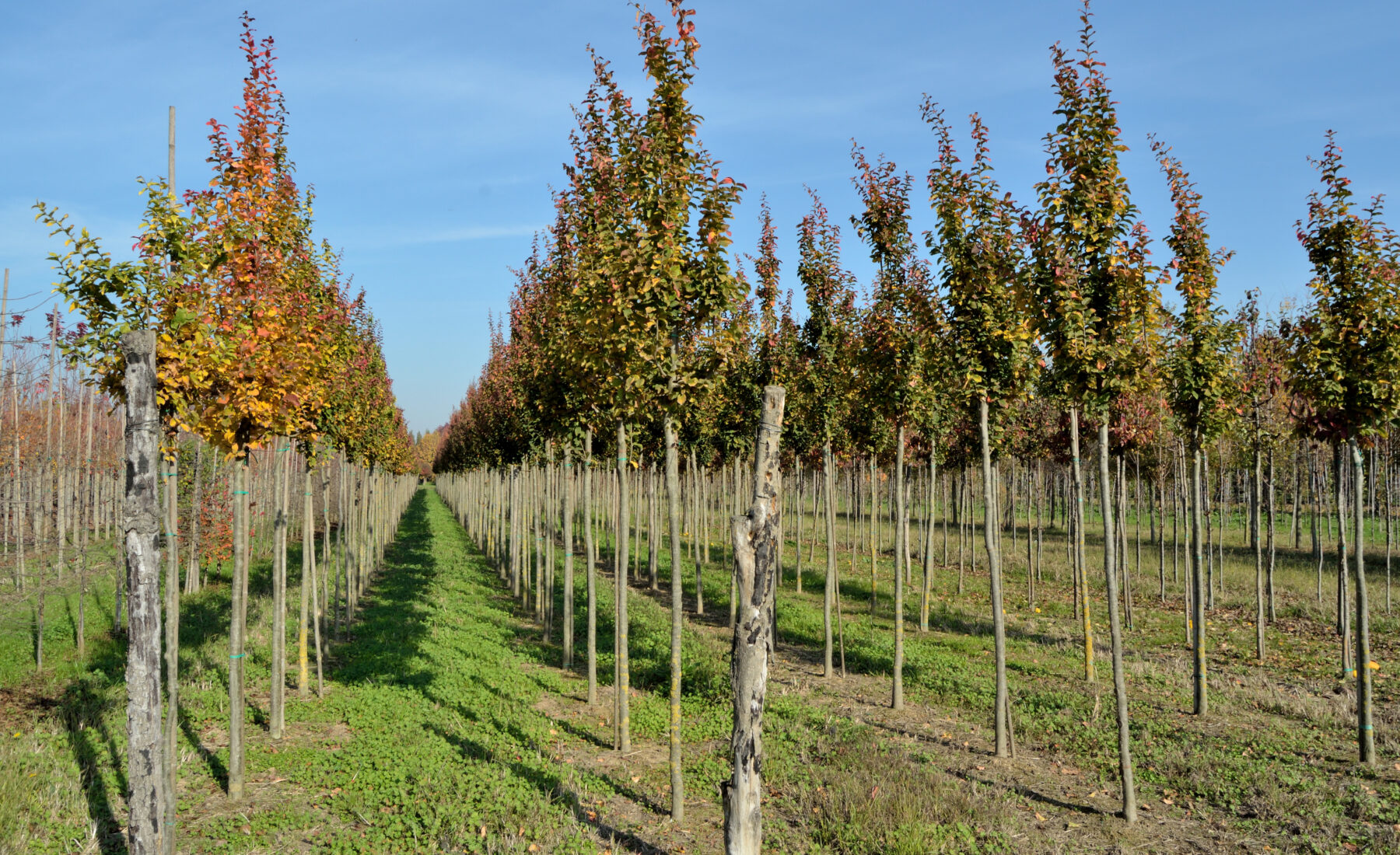 Parrotia persica