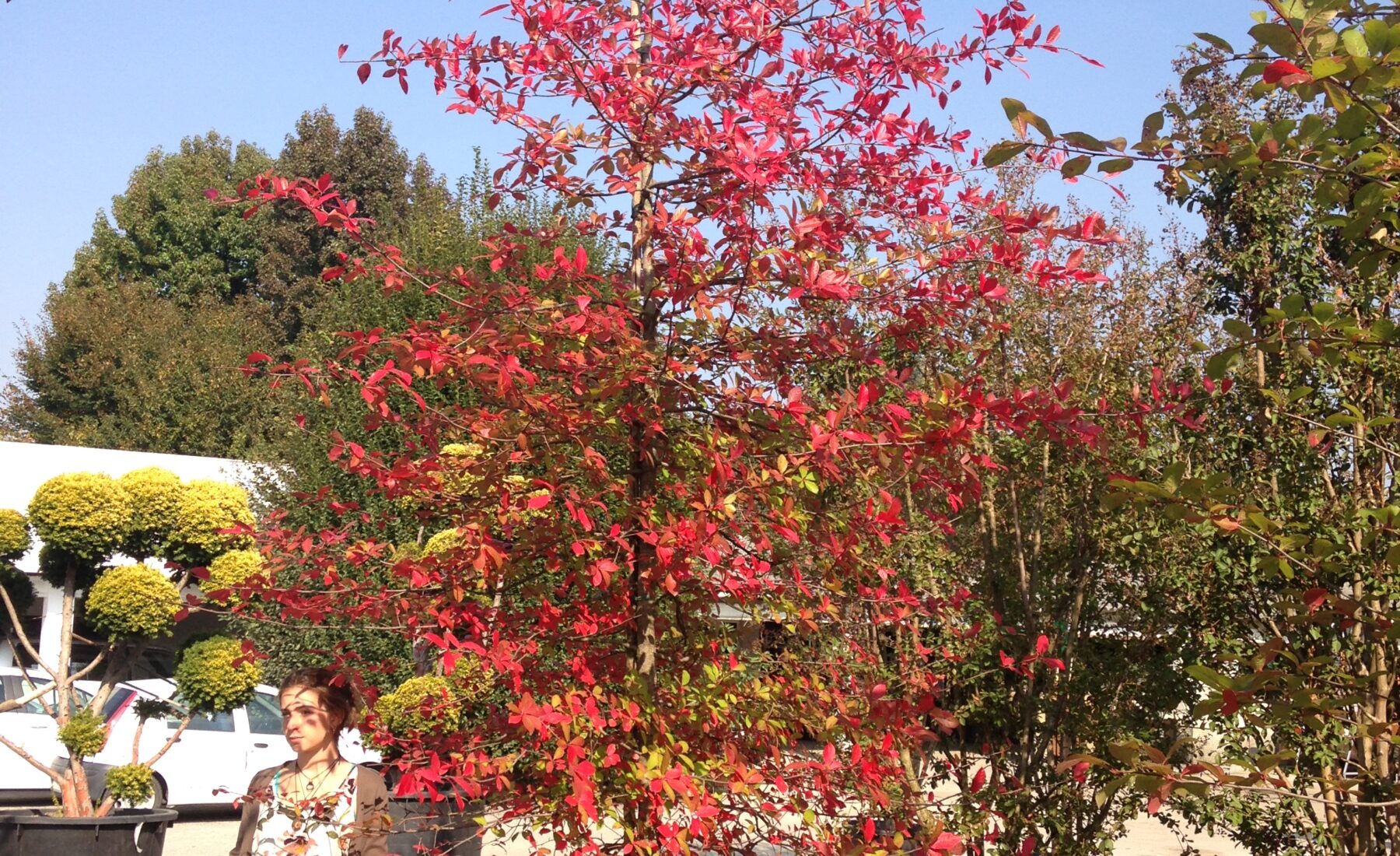 Nyssa sylvatica