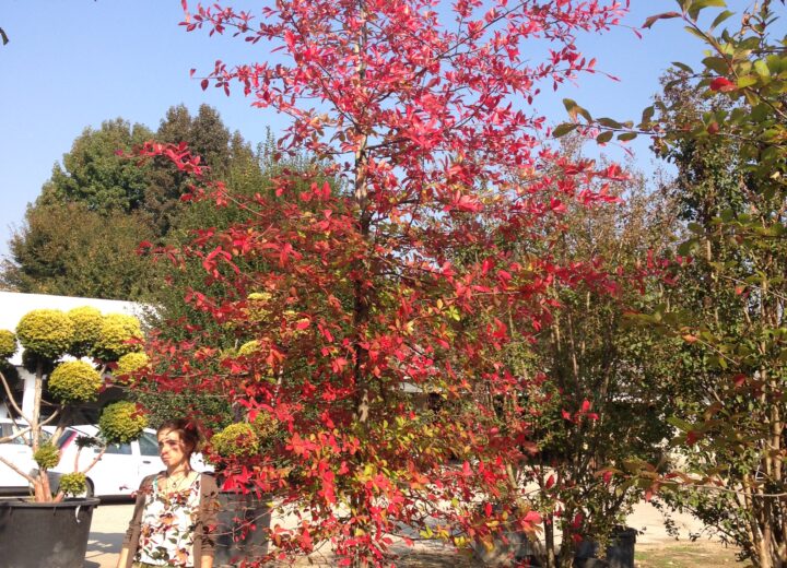 Nyssa sylvatica
