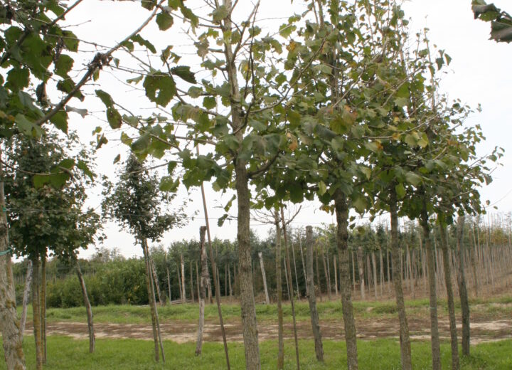 Corylus colurna