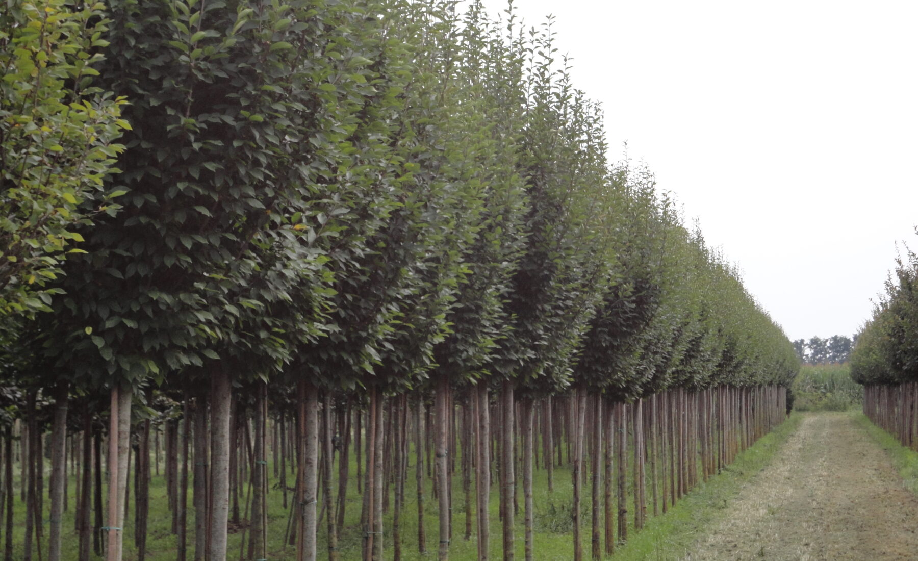 Carpinus betulus