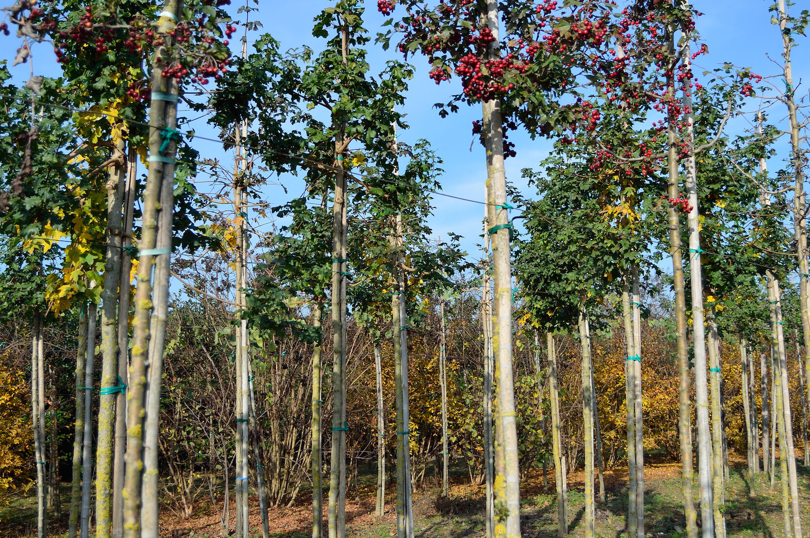 Crataegus laevigata