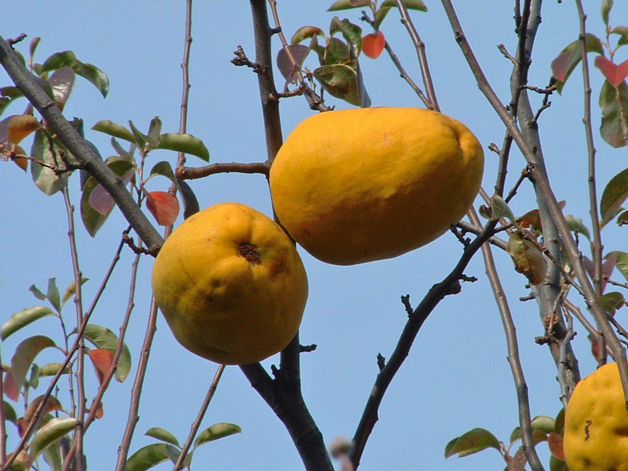 Pseudocydonia chinensis