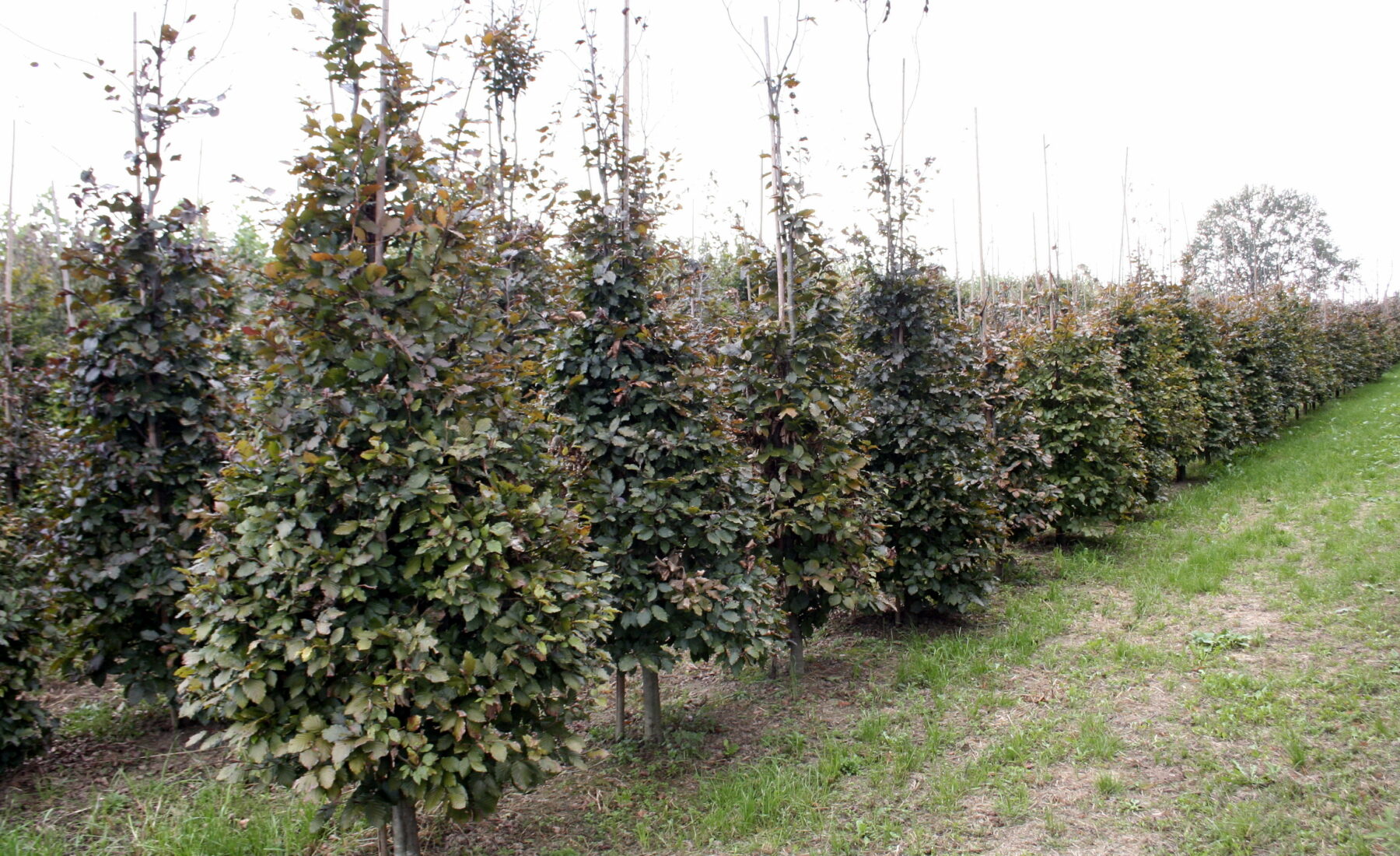 Fagus sylvatica