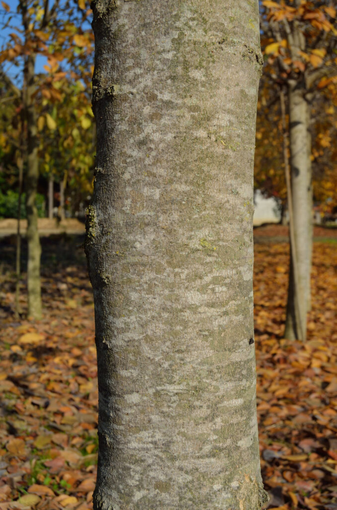 Magnolia kobus