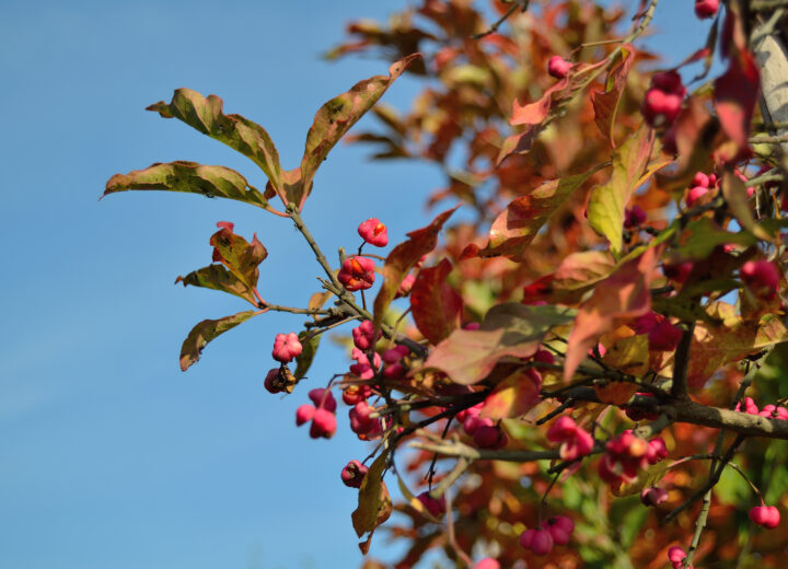 Euonymus europaeus