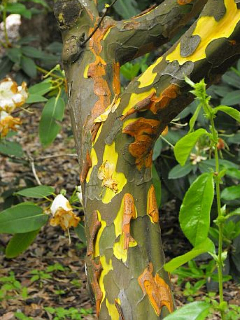 Pseudocydonia chinensis