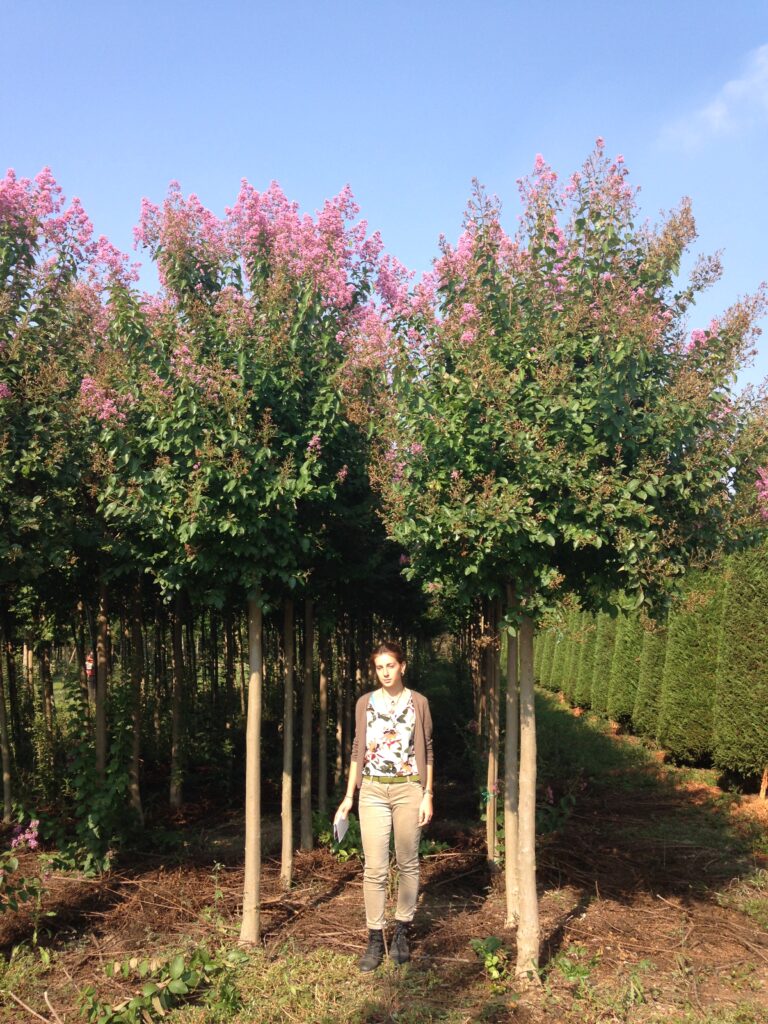 Lagerstroemia indica