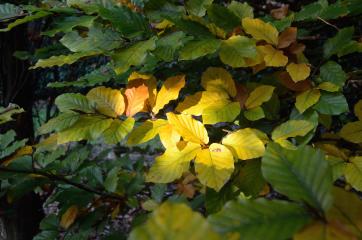 Fagus sylvatica