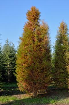 Taxodium distichum
