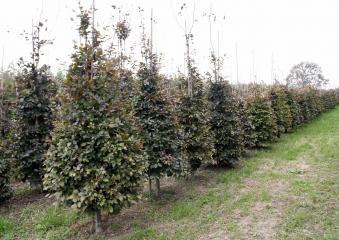 Fagus sylvatica