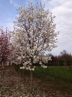 Magnolia kobus